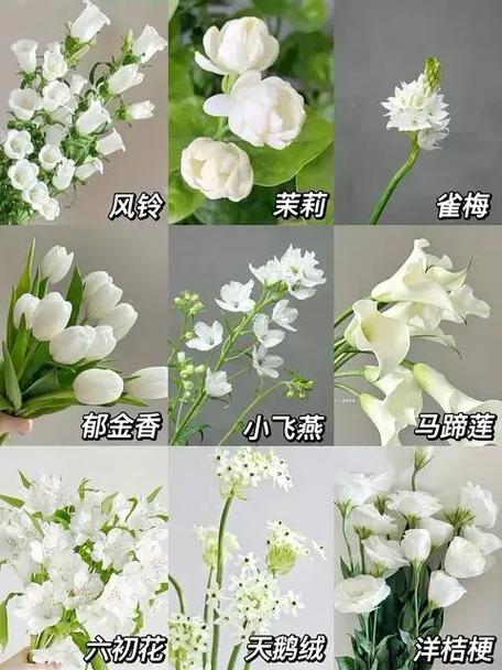 花的种类名称大全缩略图