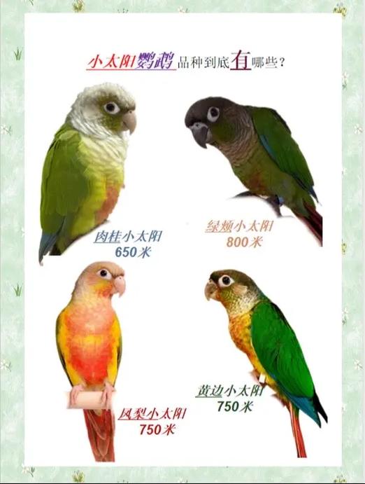 鹦鹉图片及品种介绍