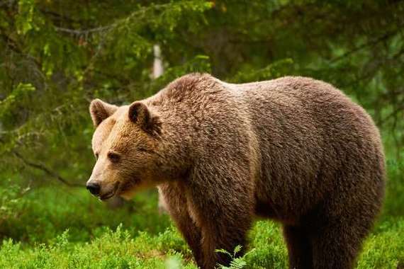 booniebear什么意思