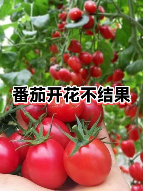 开花不结果的解决方法