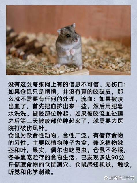 被仓鼠咬了有死亡案例吗图标