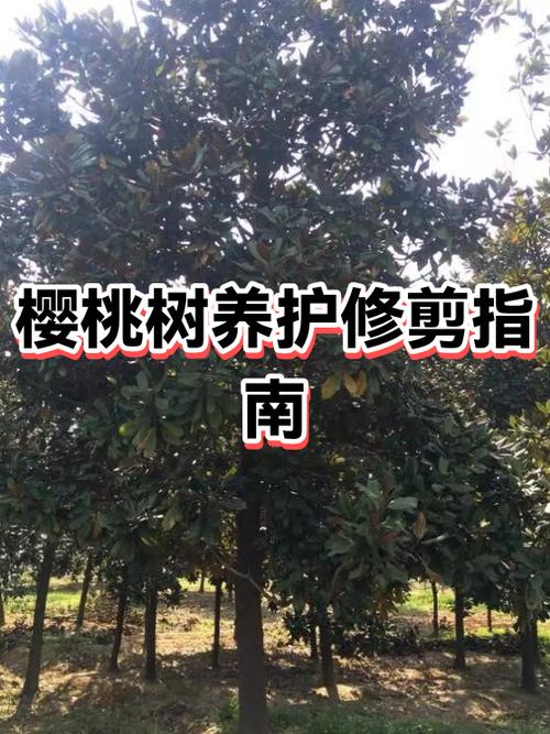 樱桃树怎么养护和管理