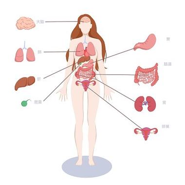 女人身体结构部位图标