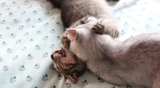 大猫会咬死新来小猫吗游戏截图