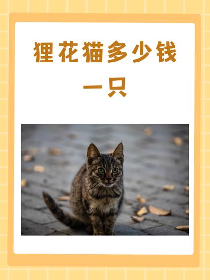 花猫直播间官方下载安装图标