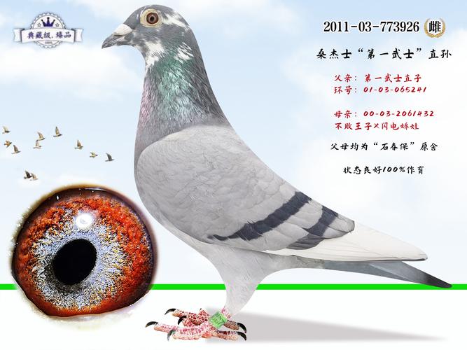 买飞鸽的十大忠告游戏截图