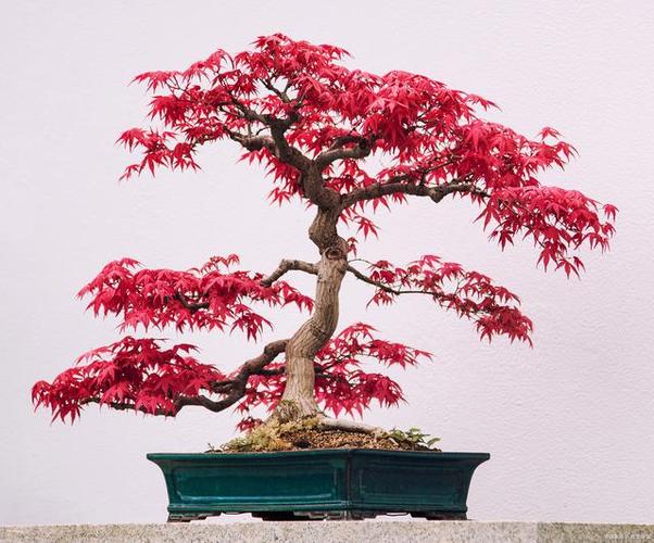 红枫怎么浇水