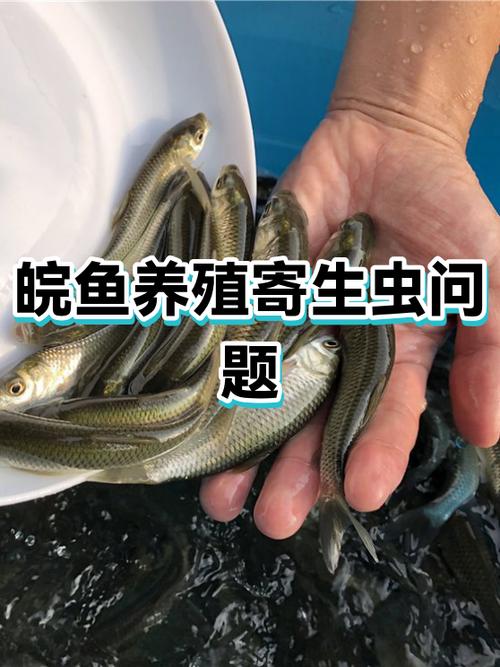 皖鱼体内有寄生虫吗截图