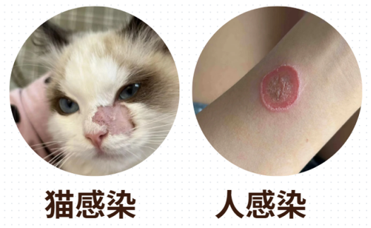治疗猫癣最有效的药缩略图