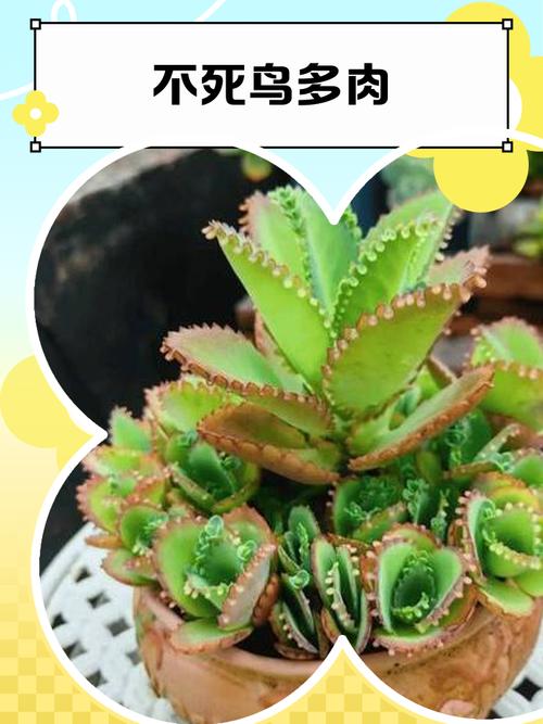 崔无敌儿养1000种生物