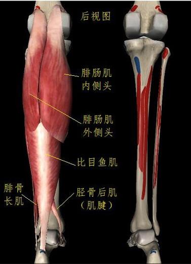 走路用到的肌肉图解