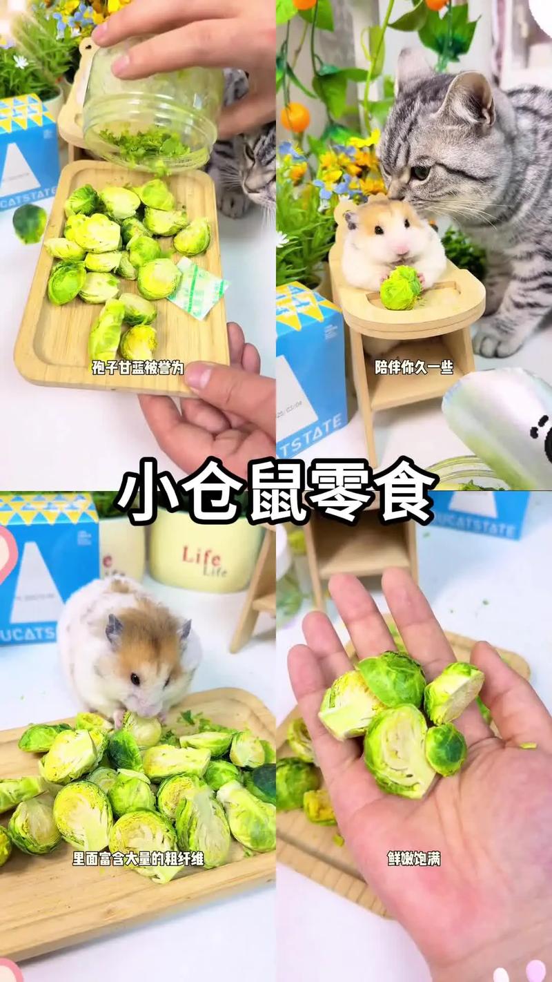 仓鼠身上湿乎乎的解决方法