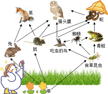 新文件2食物链