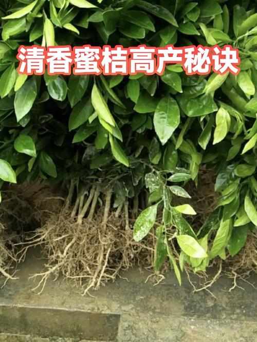 清香蜜桔简介