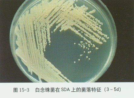 白色念珠菌的特点
