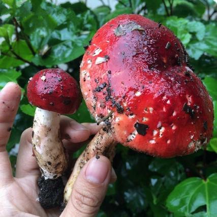 红色蘑菇能吃吗图标