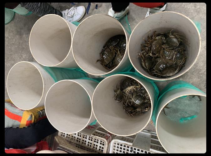 4两大闸蟹参照物截图