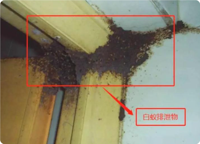 家里有白蚁怎么处理,怎么收费截图