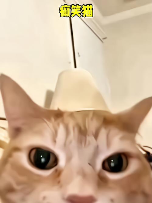 网红猫视频