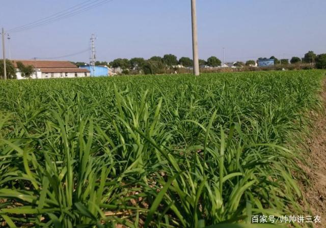 韭菜株行距多少合适