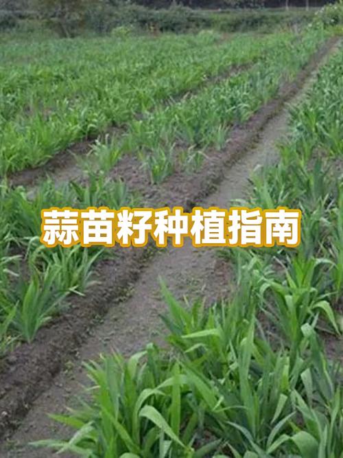撒籽蒜苗几天发芽