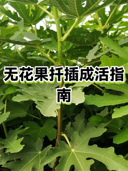 无花果树扦插时间和方法