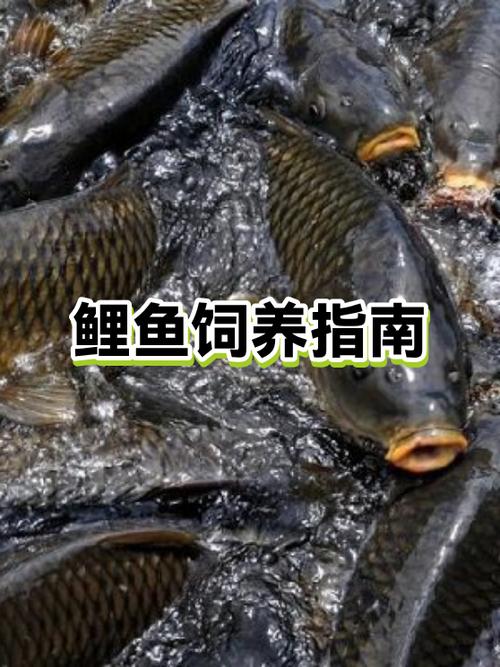 做好的鲤鱼可以冷藏多久
