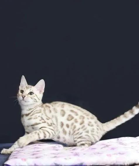 赶走豹猫的绝招