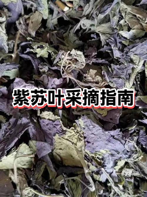 五夫一妻叶紫苏笔趣阁