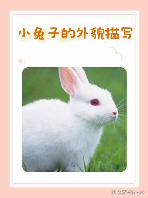 兔子一般比喻什么人