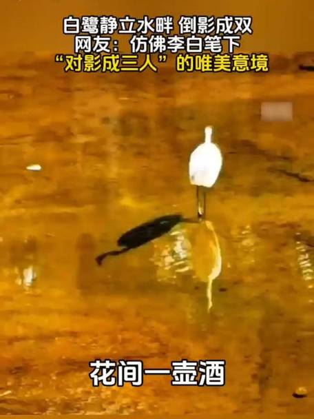 对影成双人下一句截图