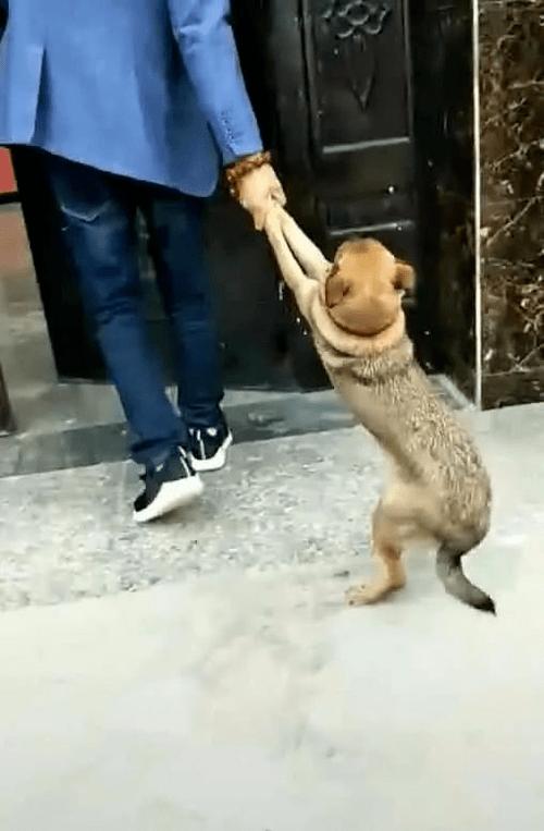 抠图素材人牵一群狗恶搞