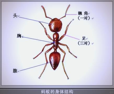 蚂蚁任务是真的吗截图