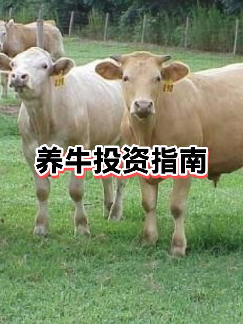 养牛50头牛要投资多少钱