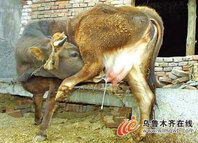 奶牛最厉害三个本领缩略图