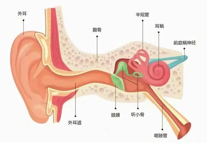 如何听到自己真实的声音