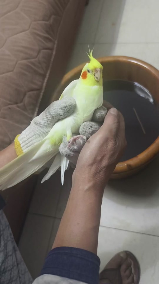 玄凤鹦鹉发抖是冷吗