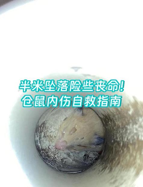 仓鼠死前特征图标