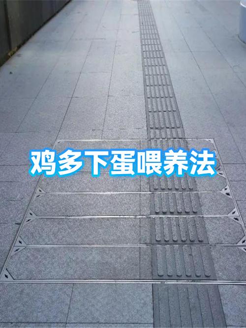 让鸡多下蛋喂什么好