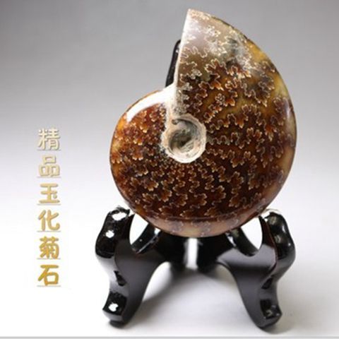 海螺化石值钱吗