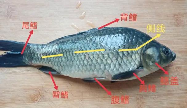 新鱼和旧鱼如何分辨