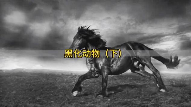 小鸡黑化后样子图片