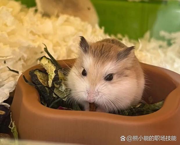 仓鼠能活多少年的寿命