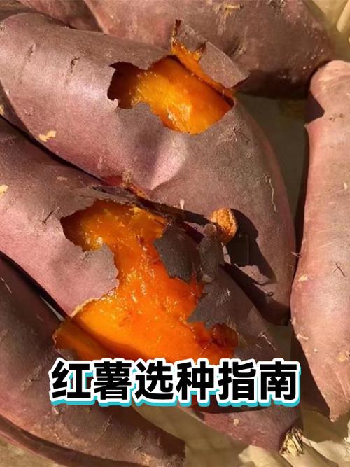利薯的图片