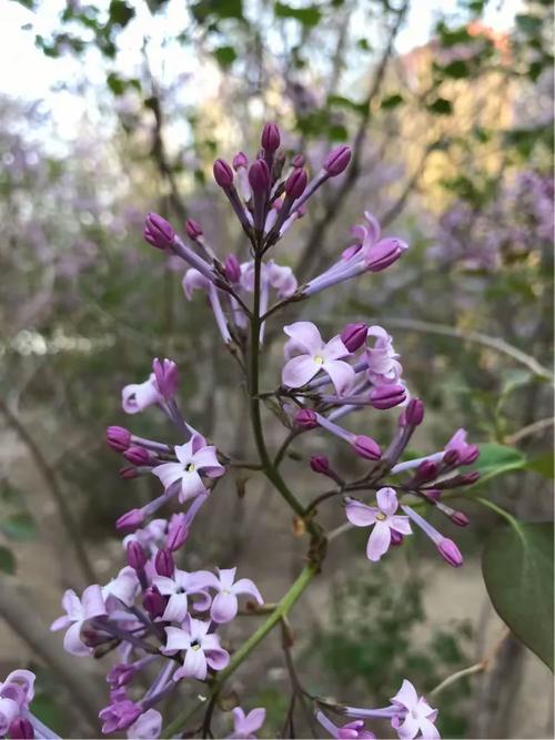 丁香花百字头千字头万字头