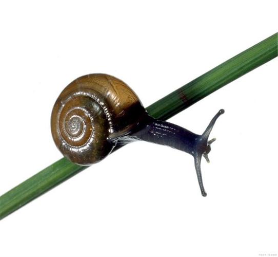 蜗牛擦窗器