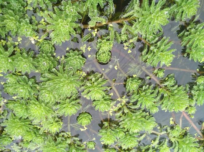 鱼塘种植什么水草好