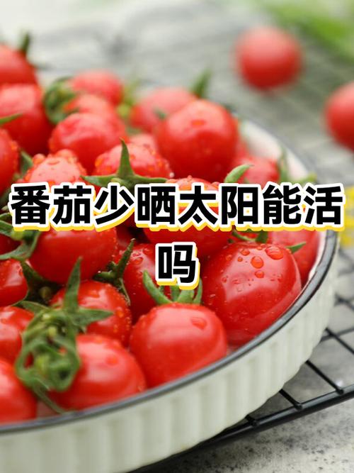 番茄晚上8点更新好不好