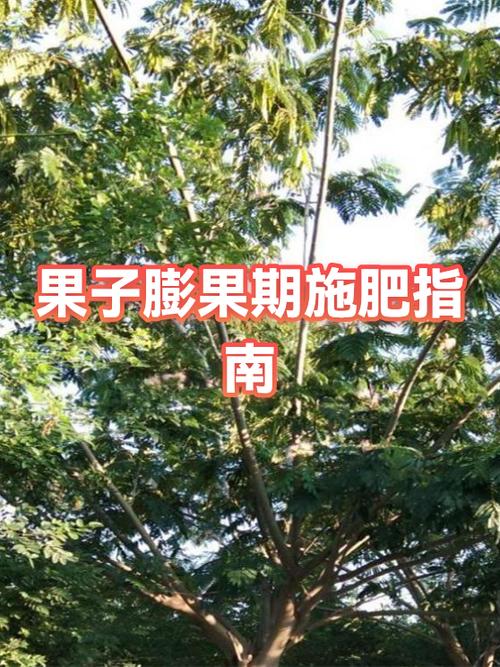 果实膨大期最佳肥料