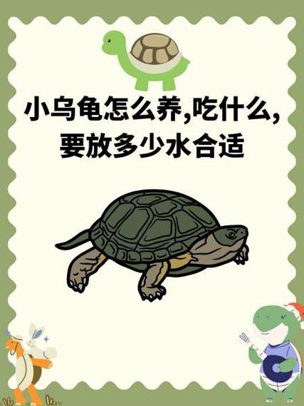 养乌龟放多少水